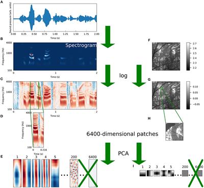 On the Sparse Structure of Natural Sounds and Natural Images: Similarities, Differences, and Implications for Neural Coding